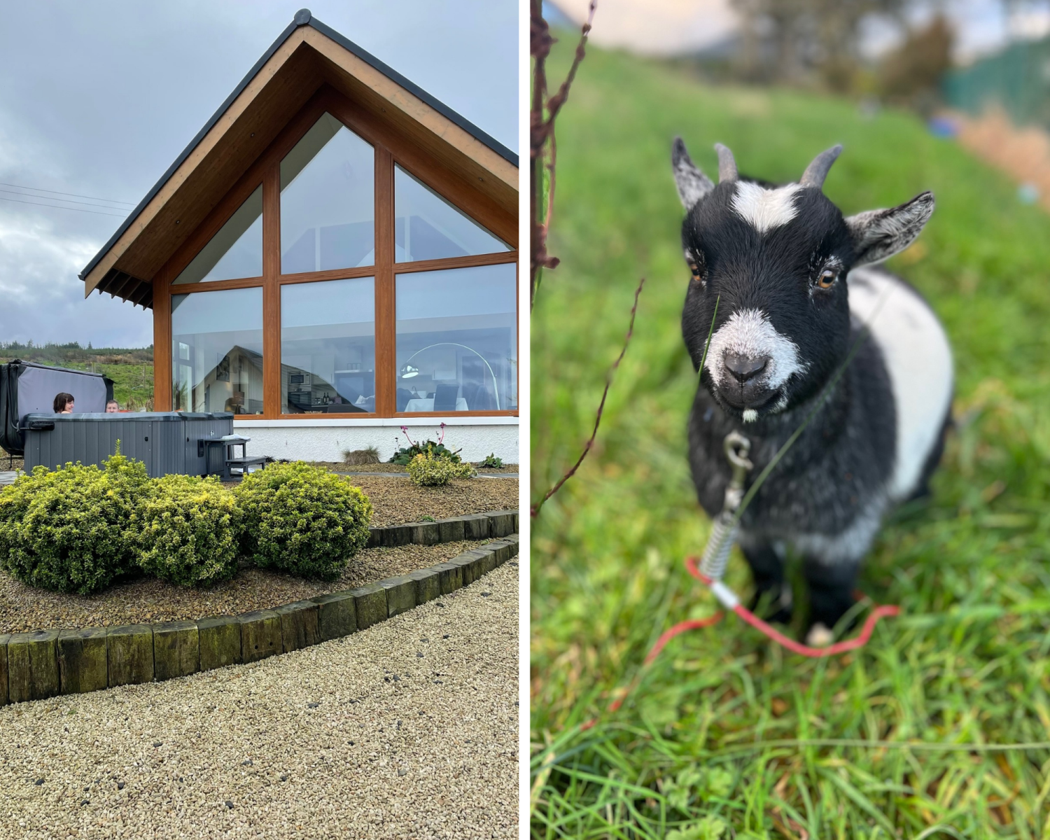 Salthouse eco lodge and baby goats